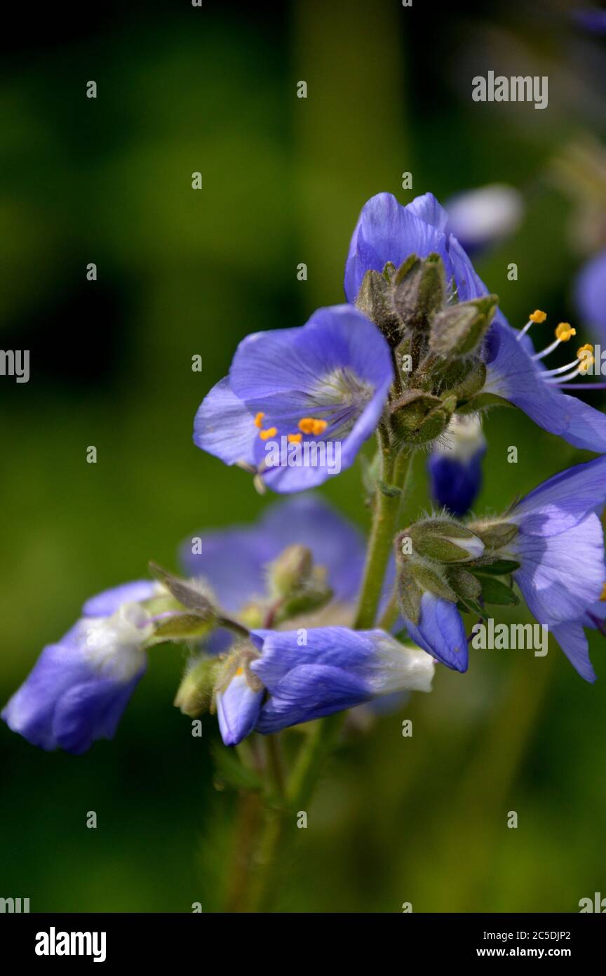 Blue Polemonium caeruleum 'Bambino Blue' (échelle de Jacob) fleurs cultivées dans les frontières à RHS Garden Harlow Carr, Harrogate, Yorkshire, Angleterre, Banque D'Images