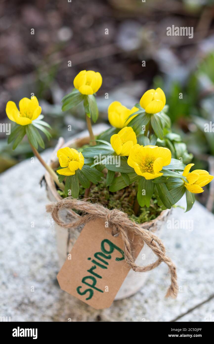 aconite d'hiver dans pot de plantes comme décoration de printemps Banque D'Images