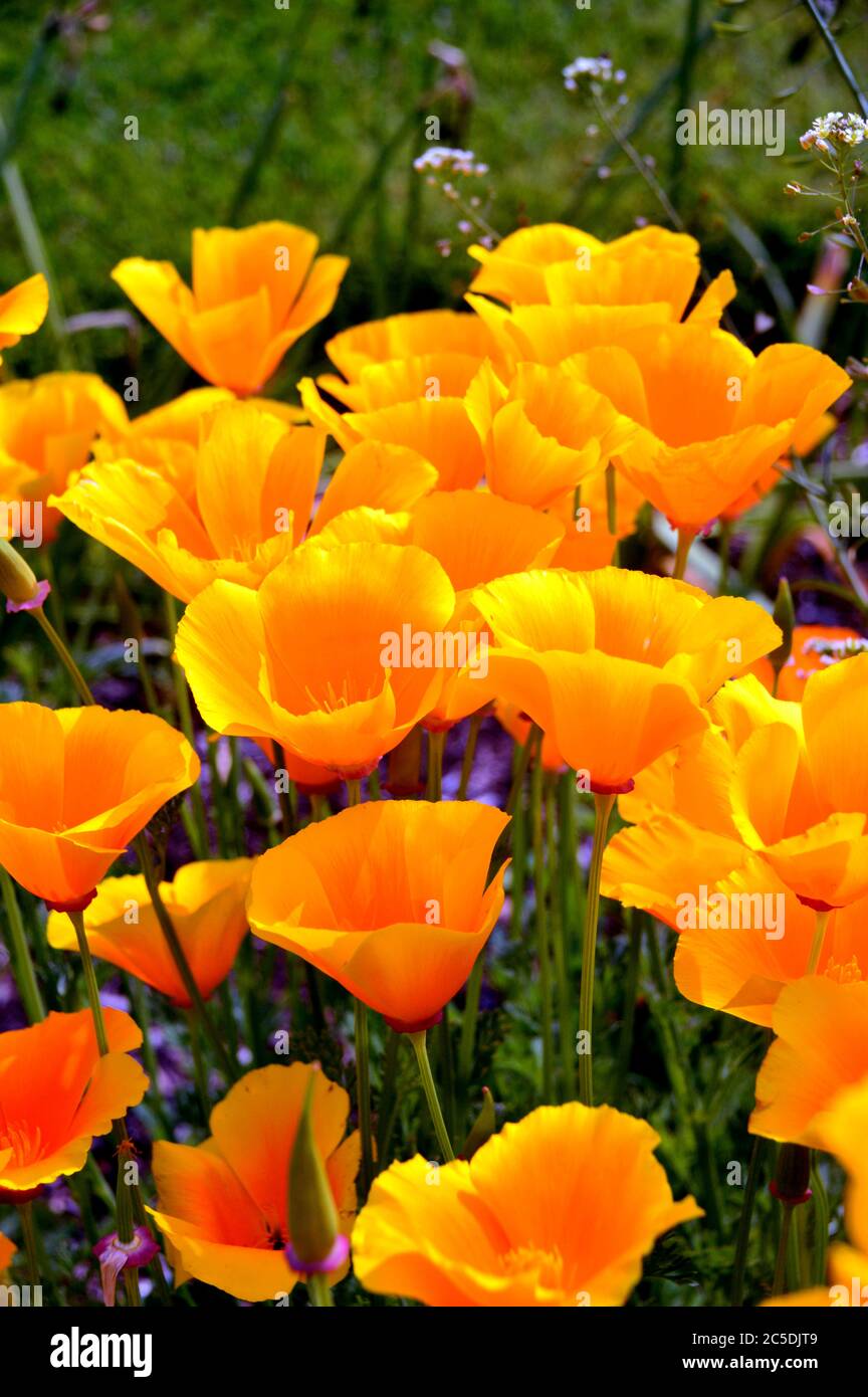 Orange/jaune Eschscholzia californica California/Golden Poppy cultivé aux frontières de RHS Garden Harlow Carr, Harrogate, Yorkshire, Angleterre, Royaume-Uni. Banque D'Images