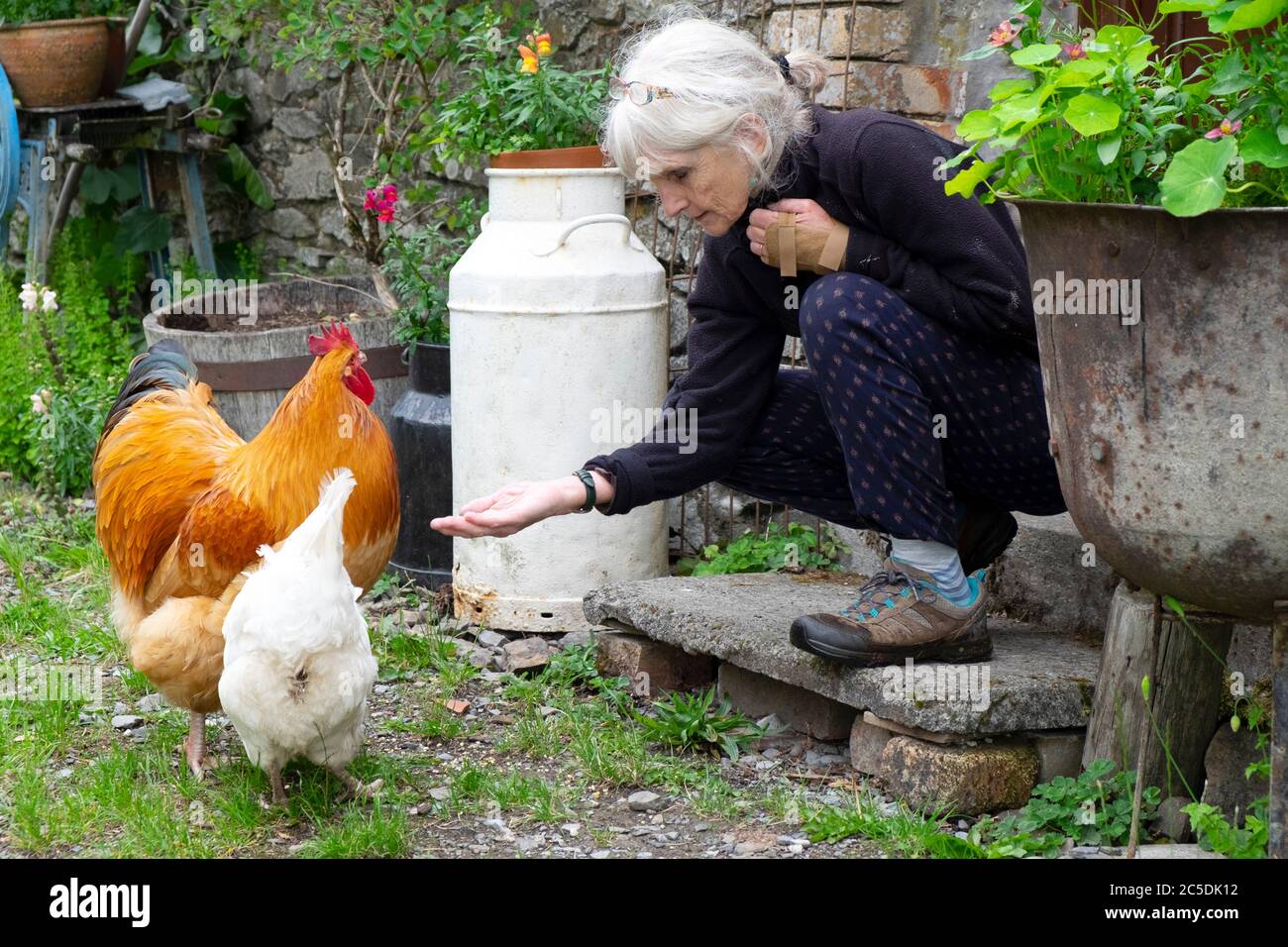Une femme âgée qui se carouille en tenant une main de grain pour nourrir un coq et une poule de coq dans une cour de campagne avec des pots et des plantes dans le pays de Galles de l'Ouest au Royaume-Uni Banque D'Images