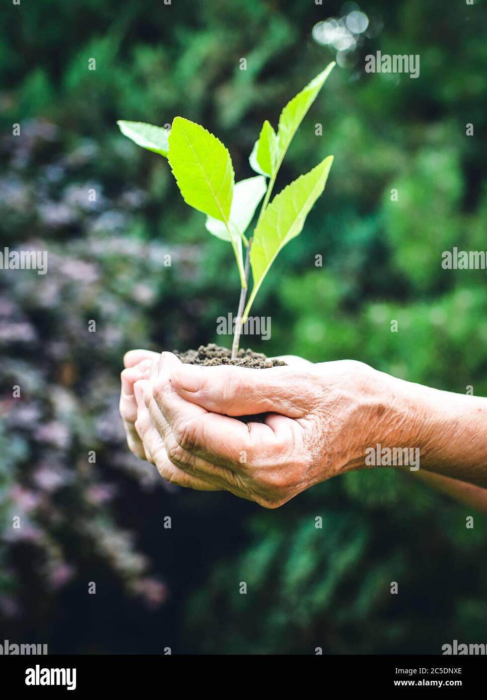 Vieilles mains ridées tenant une jeune plante verte et une poignée terreuse à la lumière du soleil, fond vert flou. Les mains de femmes âgées plantent le semis Banque D'Images