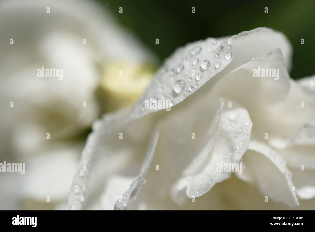 Philadelphus virginal Banque de photographies et d’images à haute