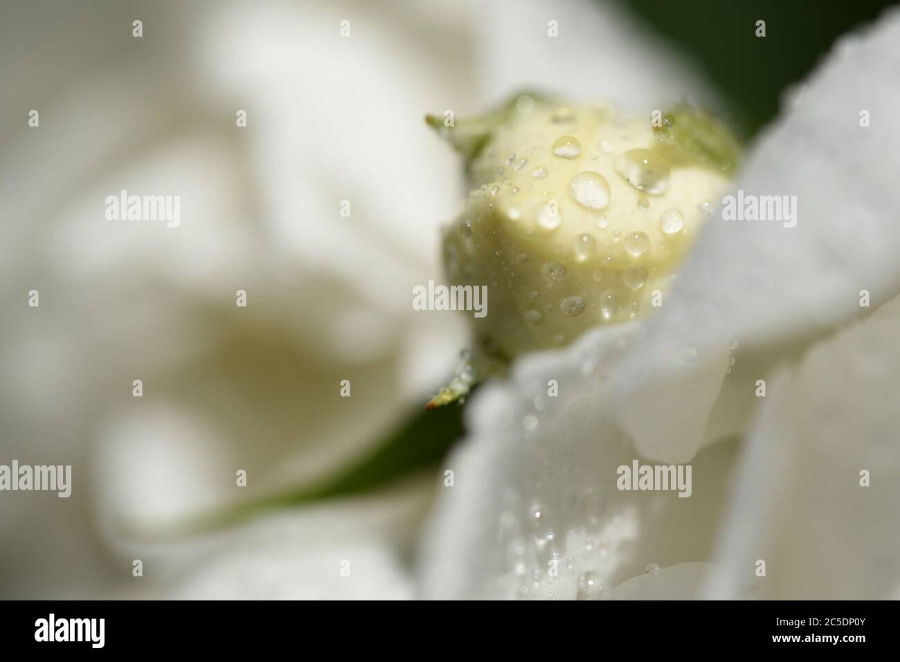 Fleur blanche orange Banque de photographies et d’images à haute