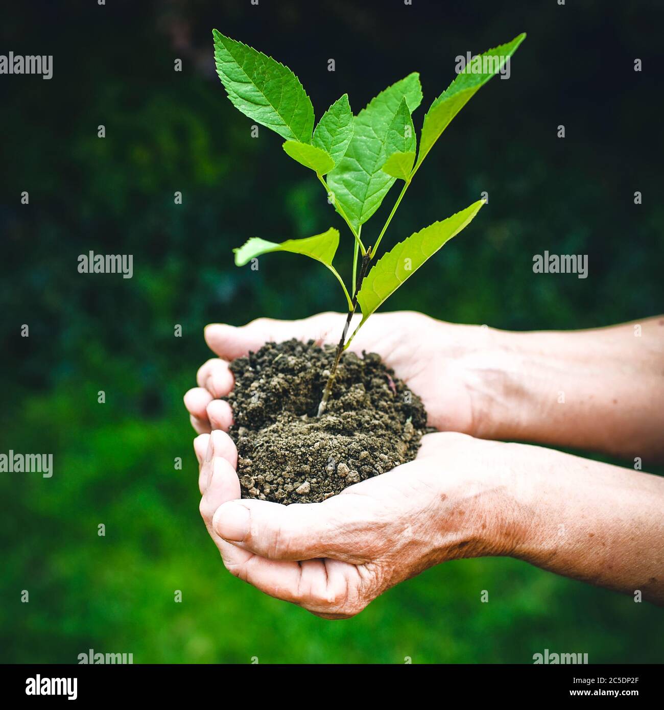 Vieilles mains ridées tenant une jeune plante verte et une poignée terreuse à la lumière du soleil, fond vert flou. Les mains de femmes âgées plantent le semis Banque D'Images