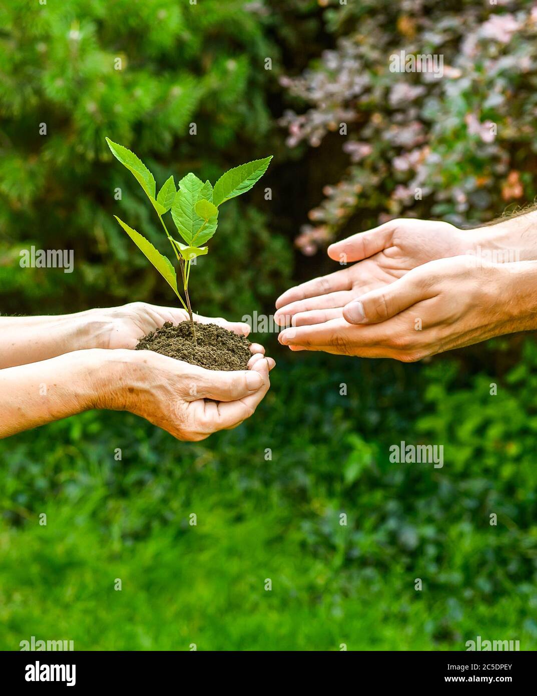 Jeunes et seniors tenant une plante verte. Une femme âgée aux mains froissées donne une plante verte à un jeune homme en plein soleil, sur fond vert flou Banque D'Images
