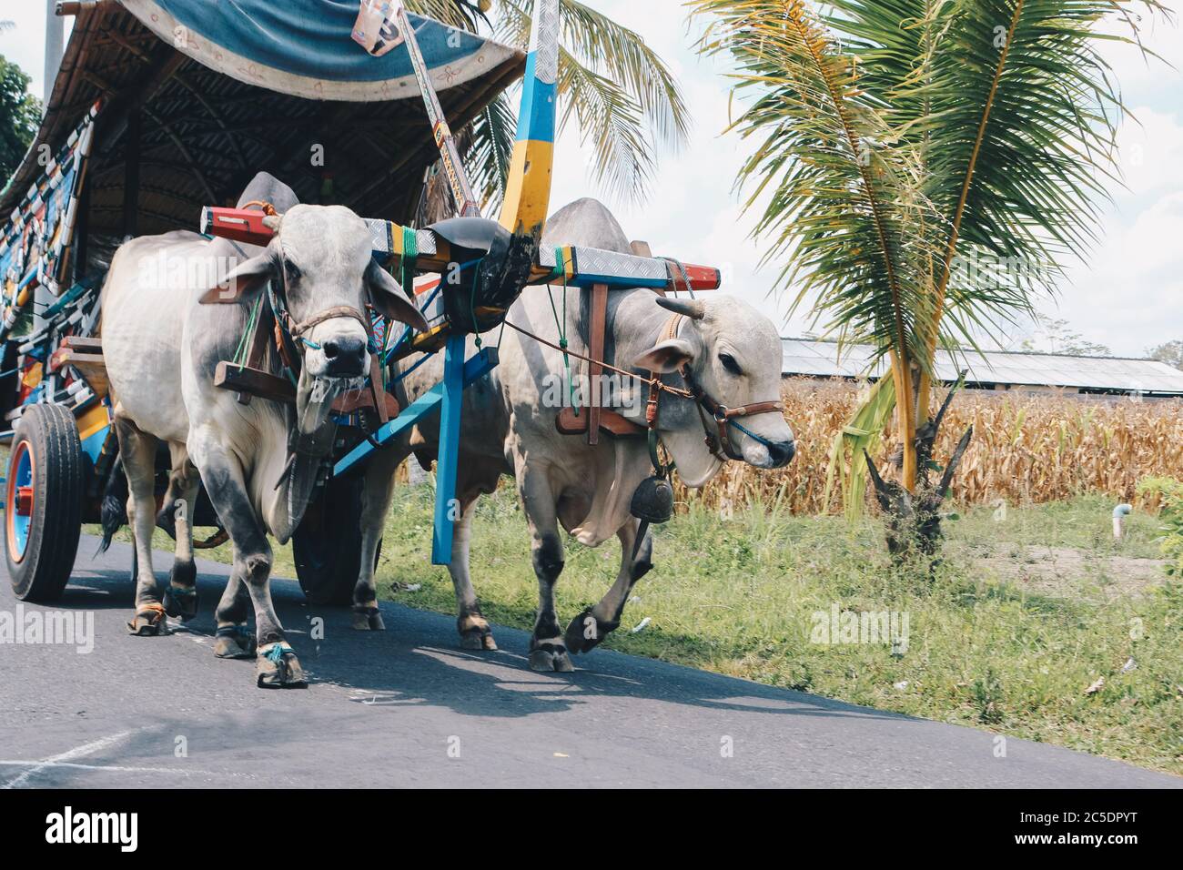 Chariot de vache ou Gerobak SAPI avec deux charrette de bois d'oxen blanc avec foin sur la route en Indonésie participant au Gerobak SAPI Festival. Banque D'Images