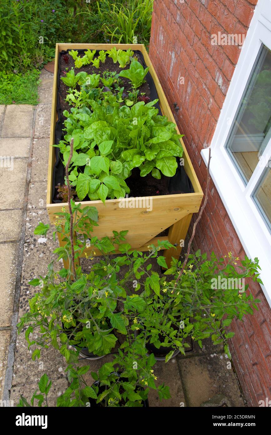 Plantes poussant dans un troug de légumes (VegTrug) à la maison Banque D'Images