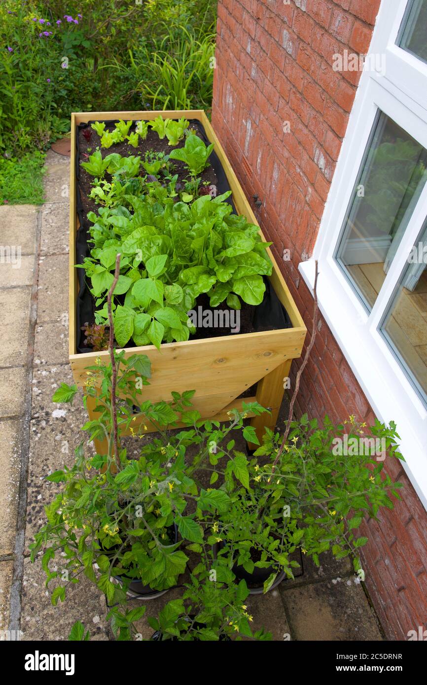 Plantes poussant dans un troug de légumes (VegTrug) à la maison Banque D'Images