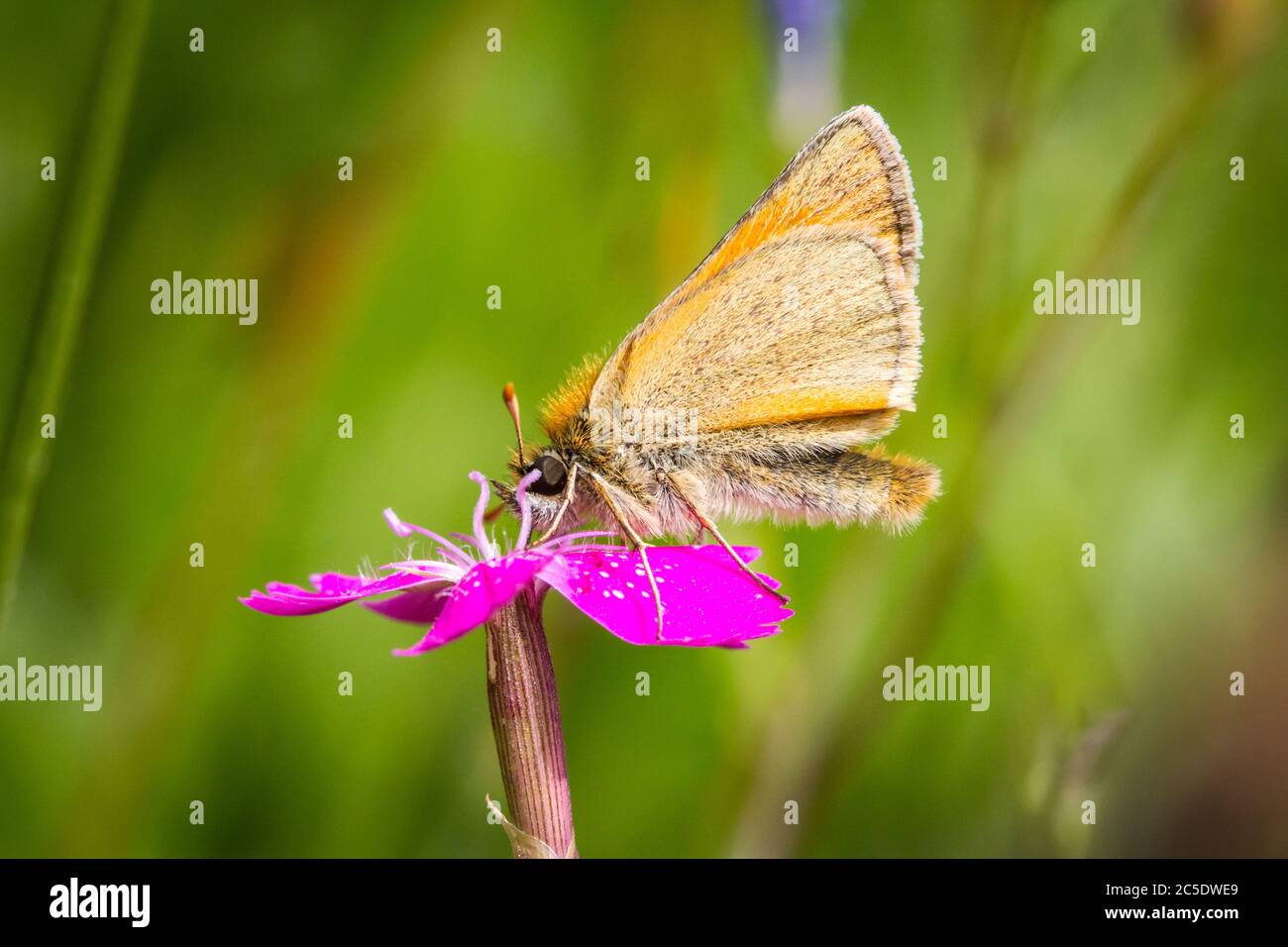 Petite skipper (Thymelicus sylvestris) Banque D'Images