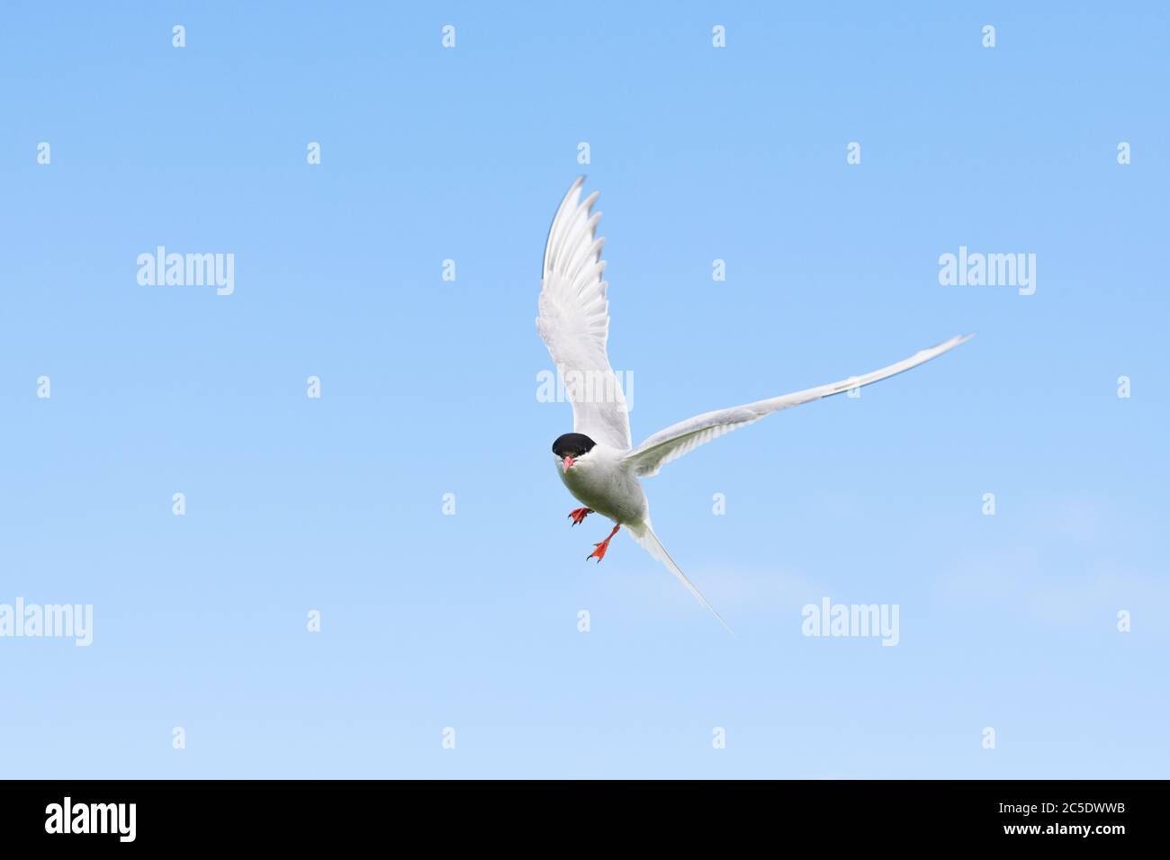 Portrait d'une sterne arctique en vol sur les îles Farne Northumberland Banque D'Images