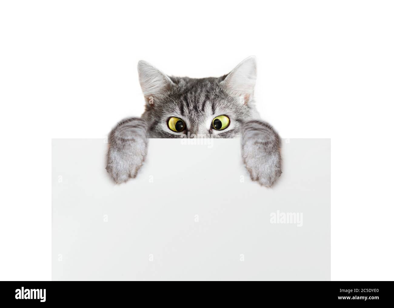 Drole De Gris Tabby Chaton Montrant L Etiquette Avec L Espace Pour Le Texte Joli Chat Surprise Et Moelleux Tenant Une Pancarte Sur Fond Isole Photo Stock Alamy