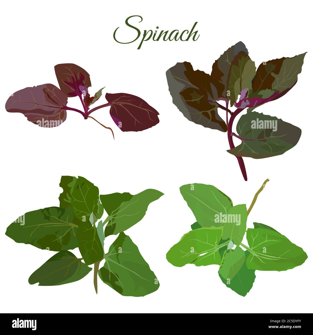 Ensemble de plantes d'épinards vert et violet frais, illustration vectorielle isolée Illustration de Vecteur