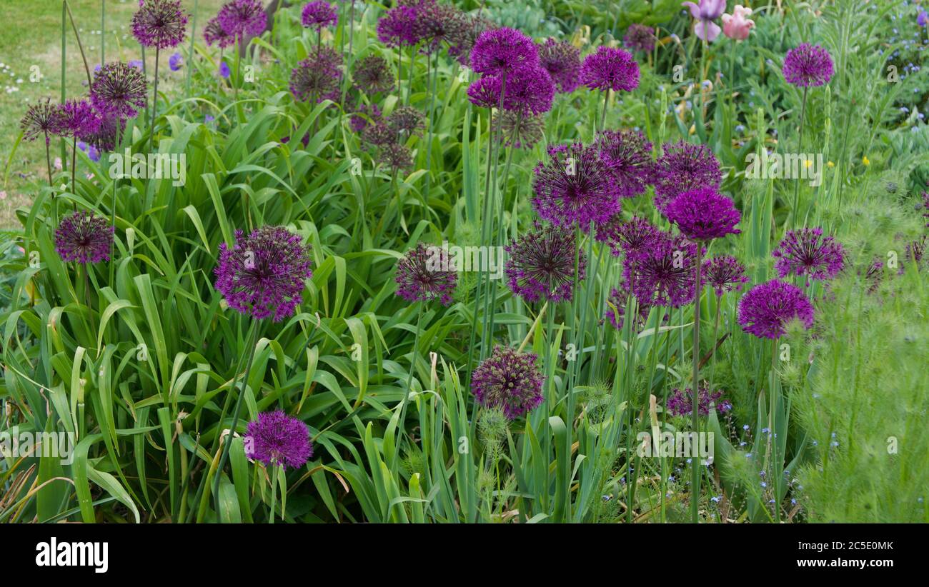 Fond floral montrant l'allium violet avec un feuillage vert luxuriant Banque D'Images