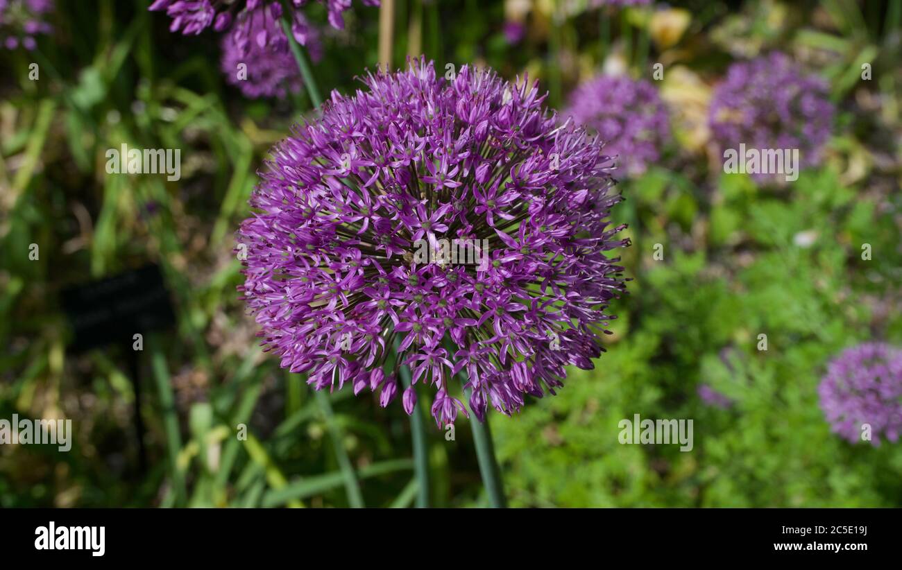 Belle fleur violette allium tête dans le jardin avec lit à fleurs en arrière-plan Banque D'Images