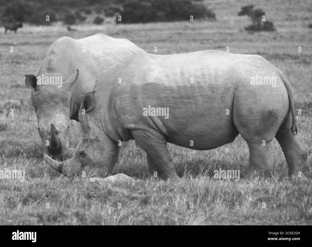 Le Shamwari Game Reserve près de Port Elisabeth a été voté plus de sept fois plus le monde meilleur safario et l'éco-tourisme-game reserve Banque D'Images