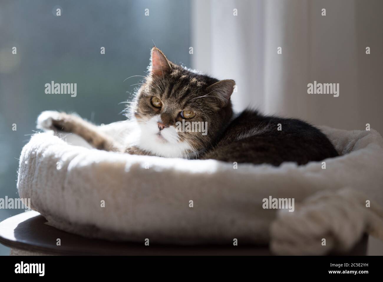 tabby blanc british shorthair chat se détendre dans le lit d'animal sur le dessus de la barre de rayure dans la lumière du soleil Banque D'Images