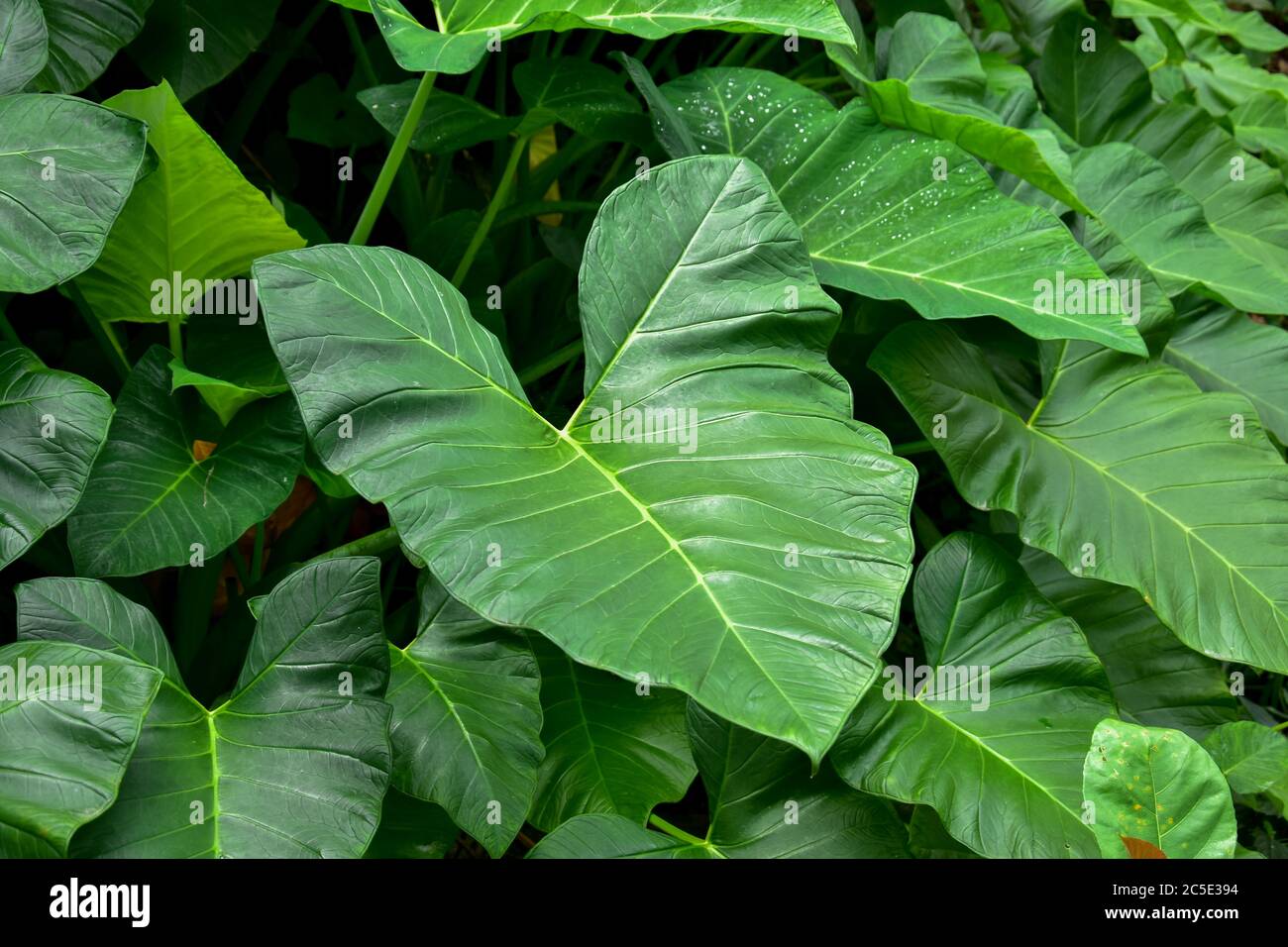 Feuille de taro vert foncé (espèces de Colocasia) plante à feuillage tropical isolée sur fond blanc, chemin d'écrêtage inclus, image HD et grande résolution Banque D'Images