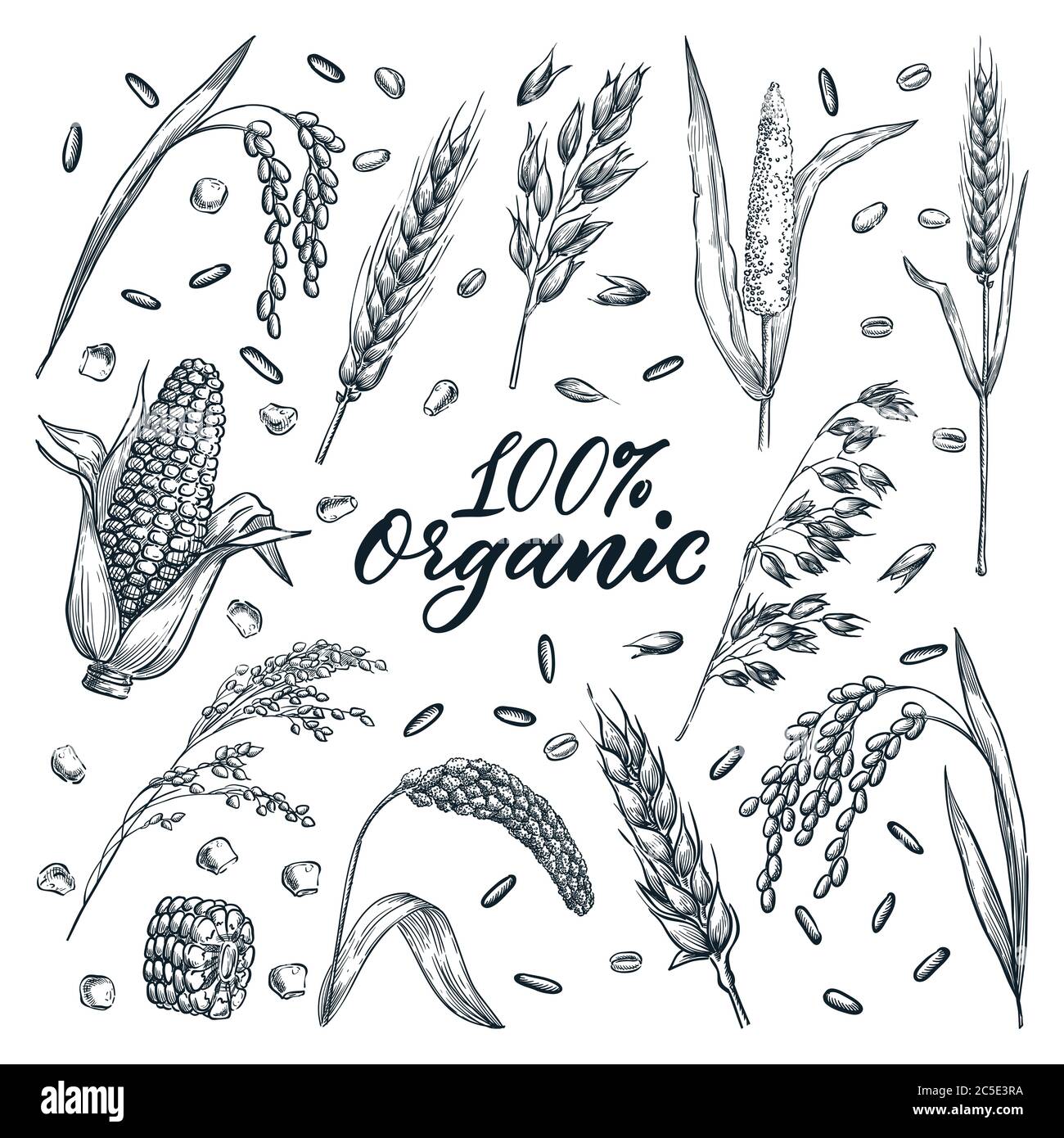 Kit de grains d'oreilles organiques, isolé sur fond blanc. Illustration d'esquisse vectorielle dessinée à la main. Blé, orge, riz, millet, maïs, avoine et seigle Illustration de Vecteur