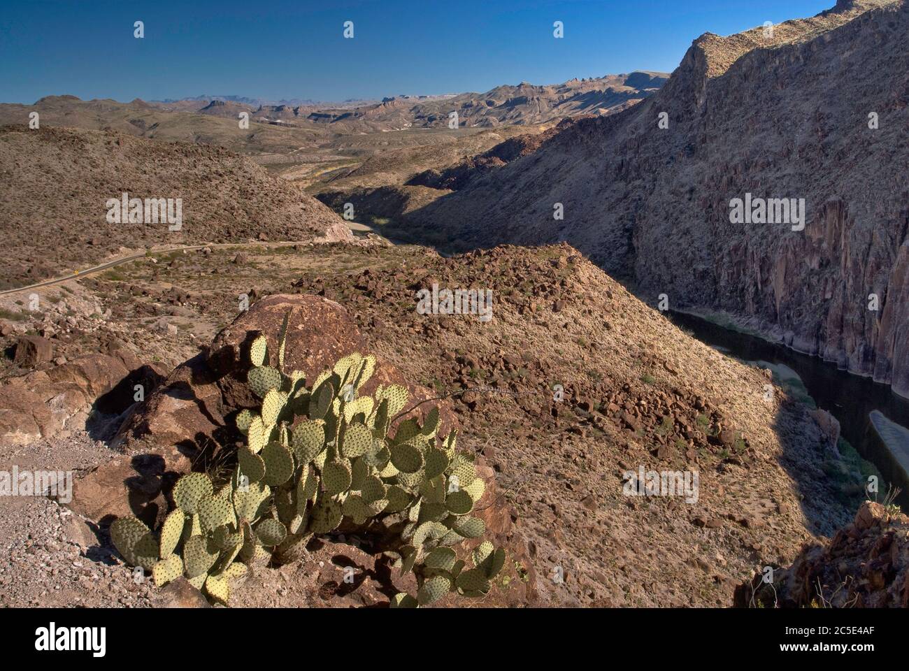Cactus à poire pickly, Rio Grande dans le Canyon de Madera vu de la Questa (Big Hill) sur la route de la rivière, parc national de Big Bend Ranch, Texas, États-Unis Banque D'Images
