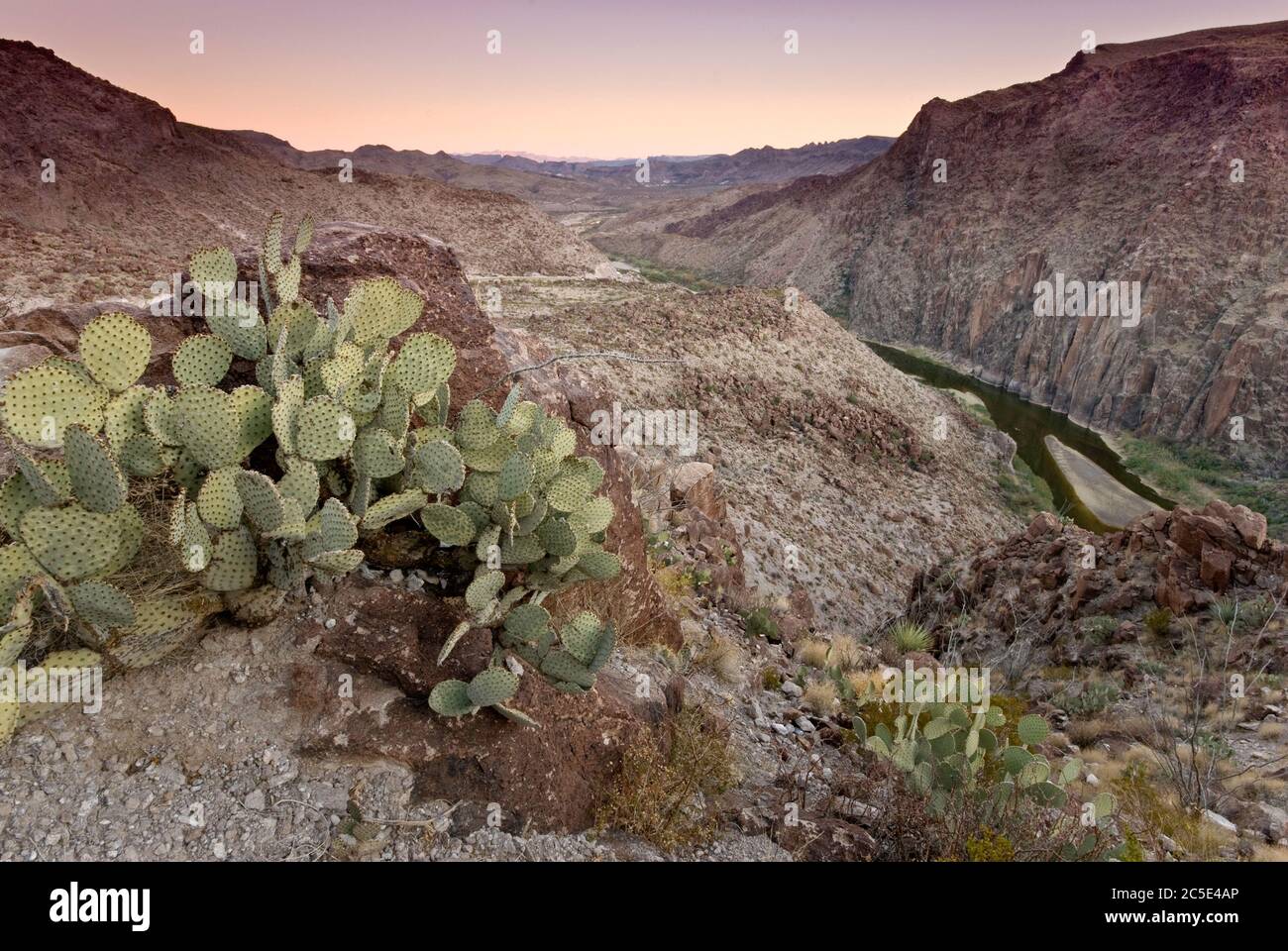 Cactus de poire pickly, Rio Grande dans le Canyon de Madera, après le coucher du soleil de la Questa (Big Hill), la route de la rivière dans le parc national de Big Bend Ranch, Texas, États-Unis Banque D'Images