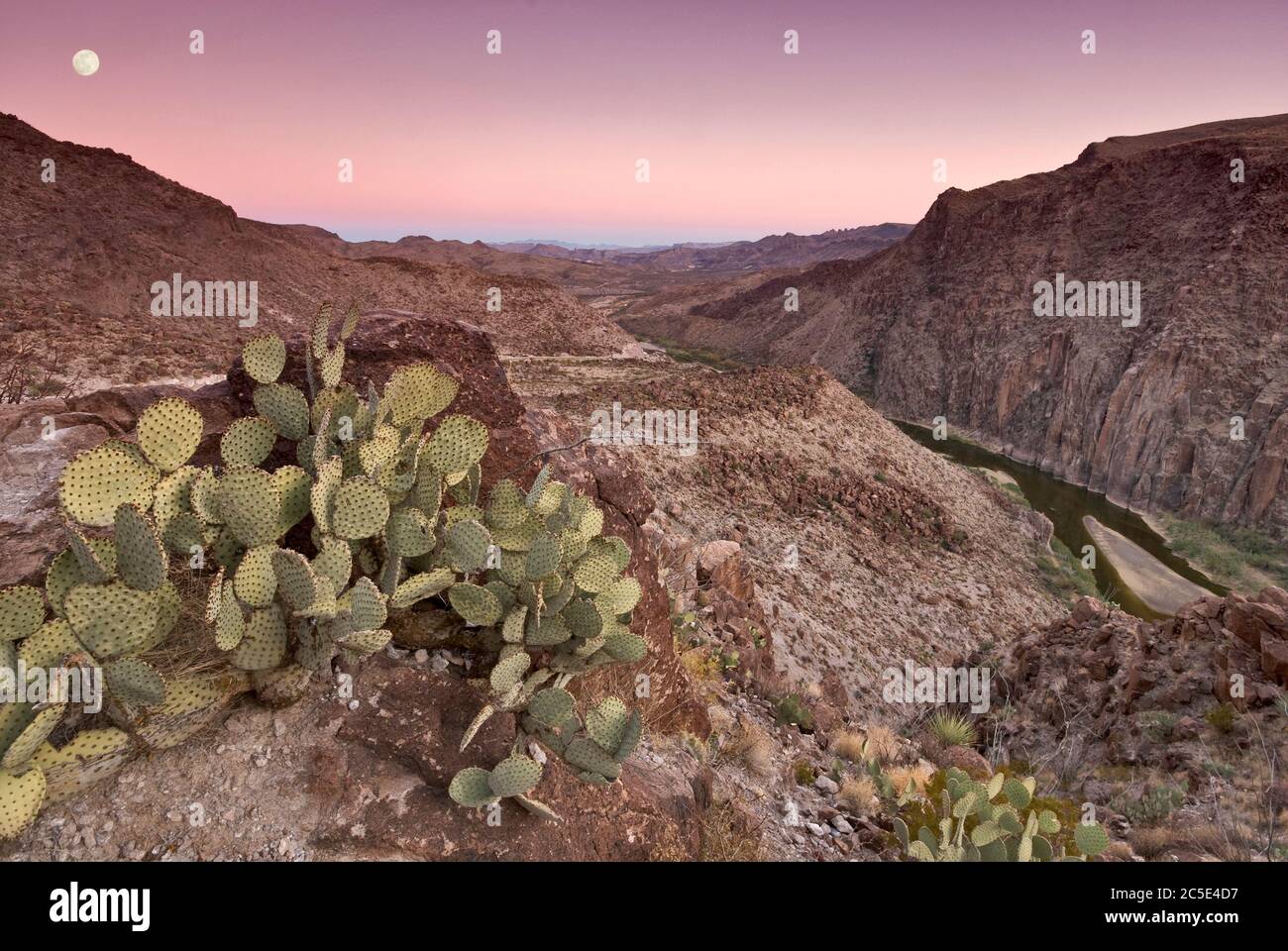 Cactus de poire pickly, Rio Grande dans le canyon de Madera, lune se levant au coucher du soleil, de la Questa (Big Hill), la route de la rivière, parc national de Big Bend Ranch, Texas Banque D'Images