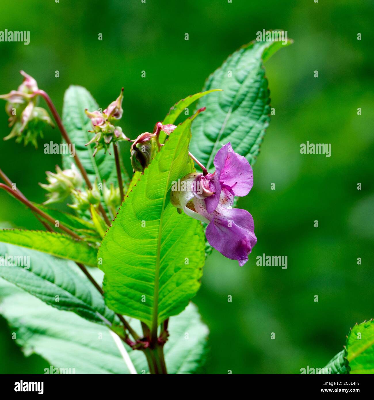 Himalayan Balsam (Impatiens glandulifera), Warwickshire, Royaume-Uni Banque D'Images