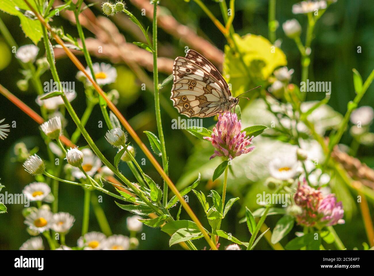 Melanargia galathea se nourrit du nectar d'une fleur de prairie. Banque D'Images