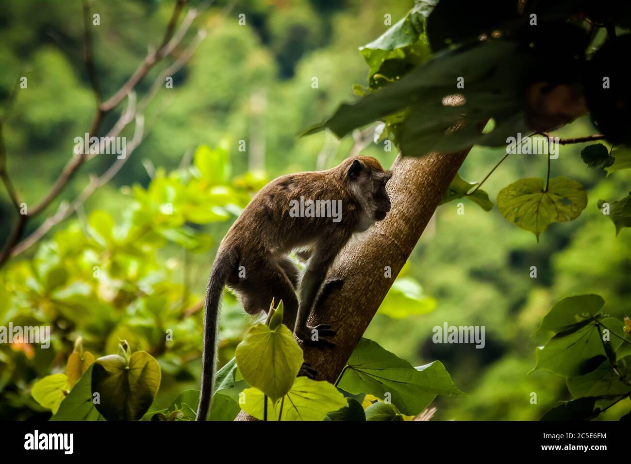 Le singe Sumatran escalade un arbre dans la forêt tropicale Banque D'Images