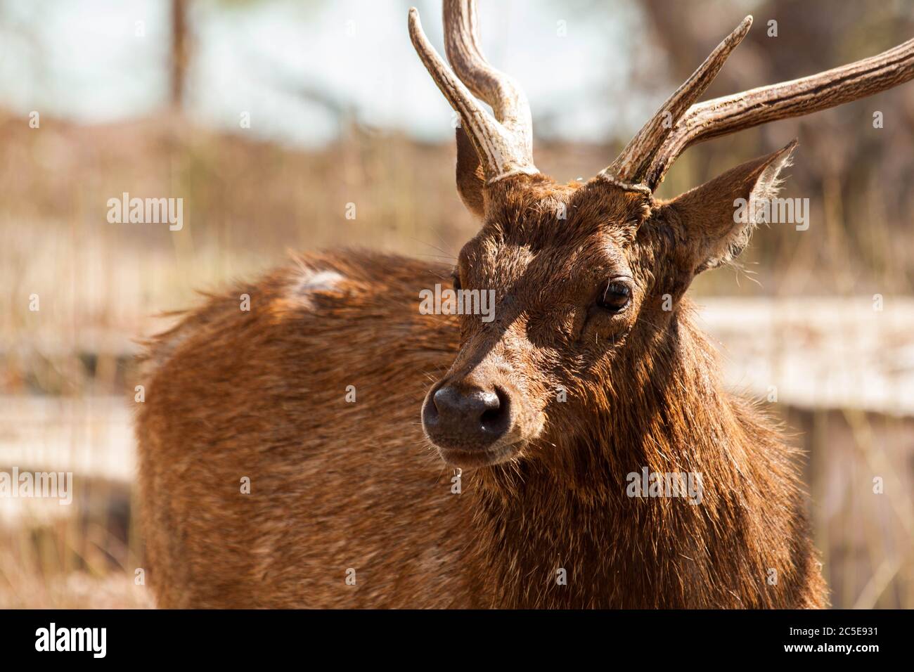 Une image rapprochée d'un cerf mâle avec de grandes cornes après avoir bu de l'eau Banque D'Images