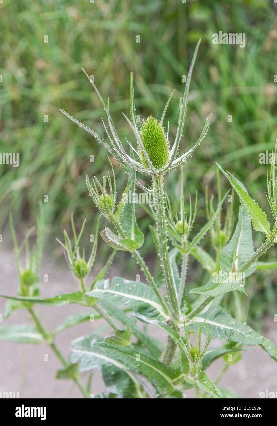 Cuillère à café / Dipsacus fullonum - tête de fleur de pré-floraison à picots. Petit et raboussé ici grâce à la mauvaise terre. Une fois utilisé pour la laine de carte, et en médecine de fines herbes. Banque D'Images