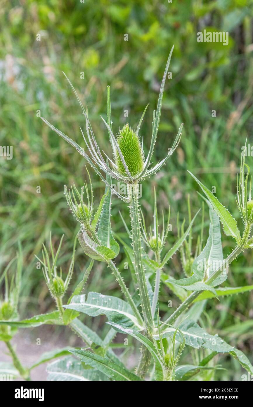 Cuillère à café / Dipsacus fullonum - tête de fleur de pré-floraison à picots. Petit et raboussé ici grâce à la mauvaise terre. Une fois utilisé pour la laine de carte, et en médecine de fines herbes. Banque D'Images