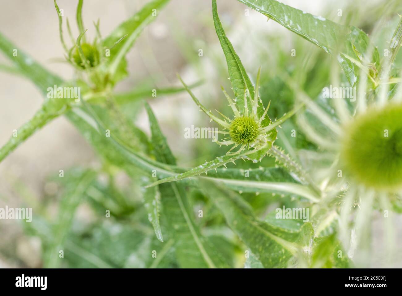 Cuillère à café / Dipsacus fullonum - tête de fleur de pré-floraison à picots. Petit et raboussé ici grâce à la mauvaise terre. Une fois utilisé pour la laine de carte, et en médecine de fines herbes. Banque D'Images