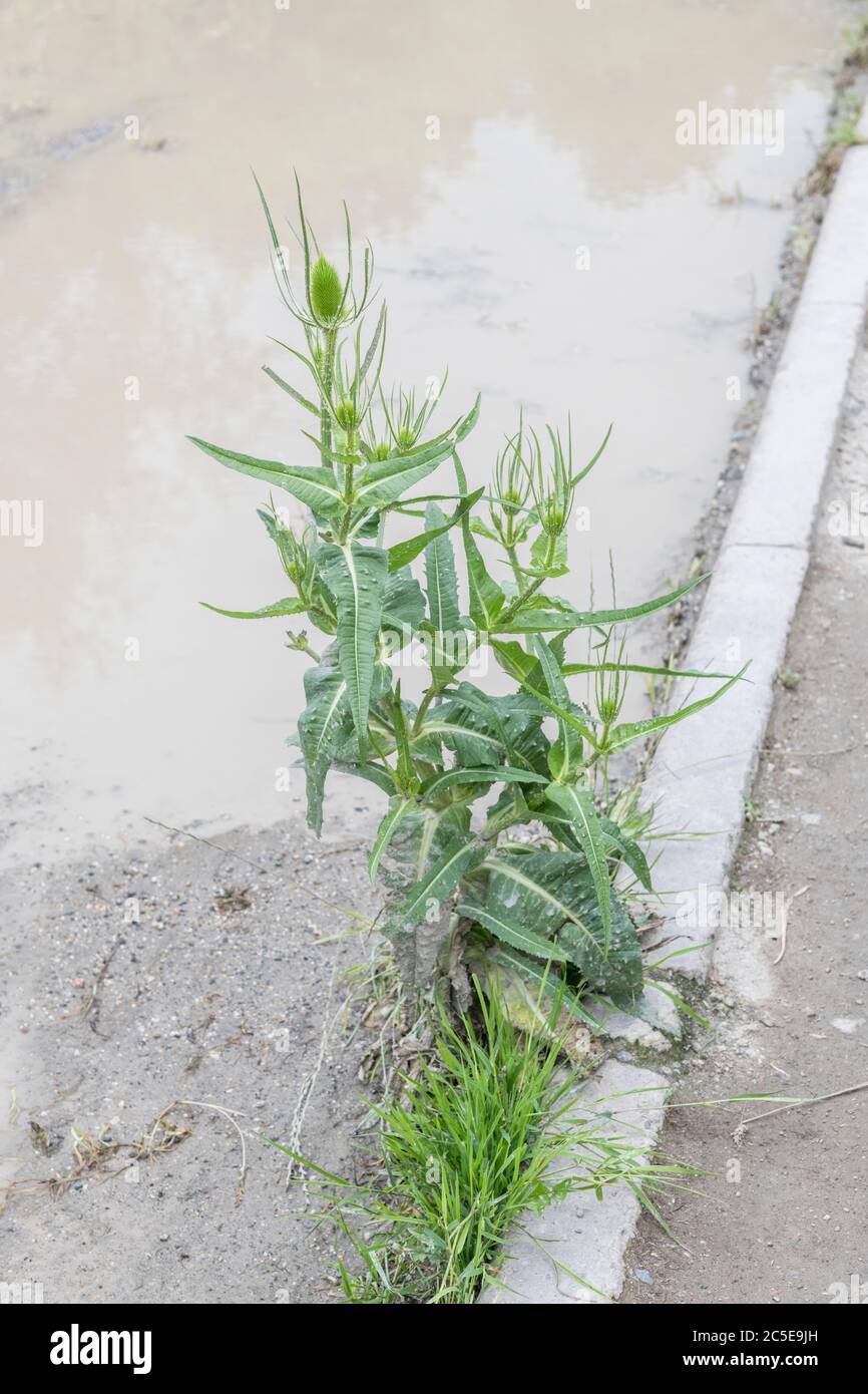 Cuillère à café / Dipsacus fullonum - tête de fleur de pré-floraison à picots. Petit et raboussé ici grâce à la mauvaise terre. Une fois utilisé pour la laine de carte, et en médecine de fines herbes. Banque D'Images
