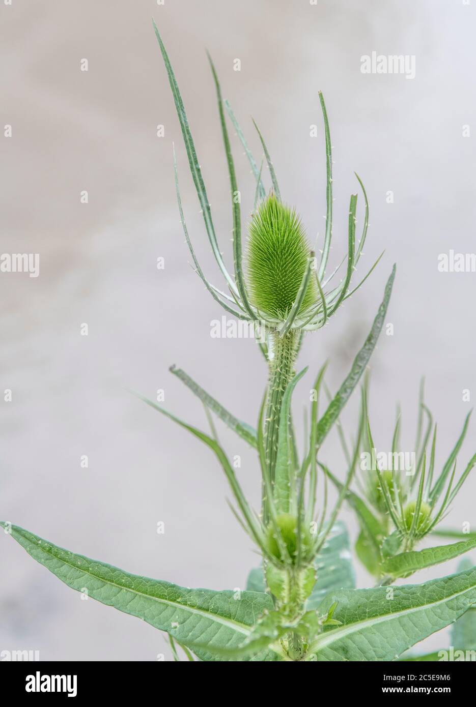 Cuillère à café / Dipsacus fullonum - tête de fleur de pré-floraison à picots. Petit et raboussé ici grâce à la mauvaise terre. Une fois utilisé pour la laine de carte, et en médecine de fines herbes. Banque D'Images