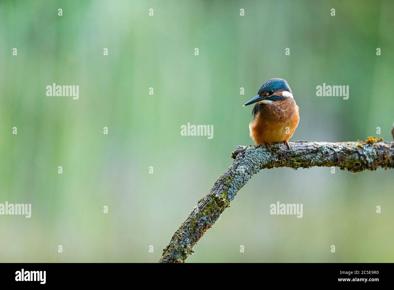 Un jeune pêcheur à la perche (Alcedo atthis) est en train de percher sur une branche et d'attendre sa prise Banque D'Images