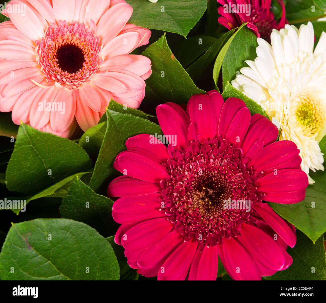 Arrière-plan abstrait de fleurs gerbera colorées Banque D'Images
