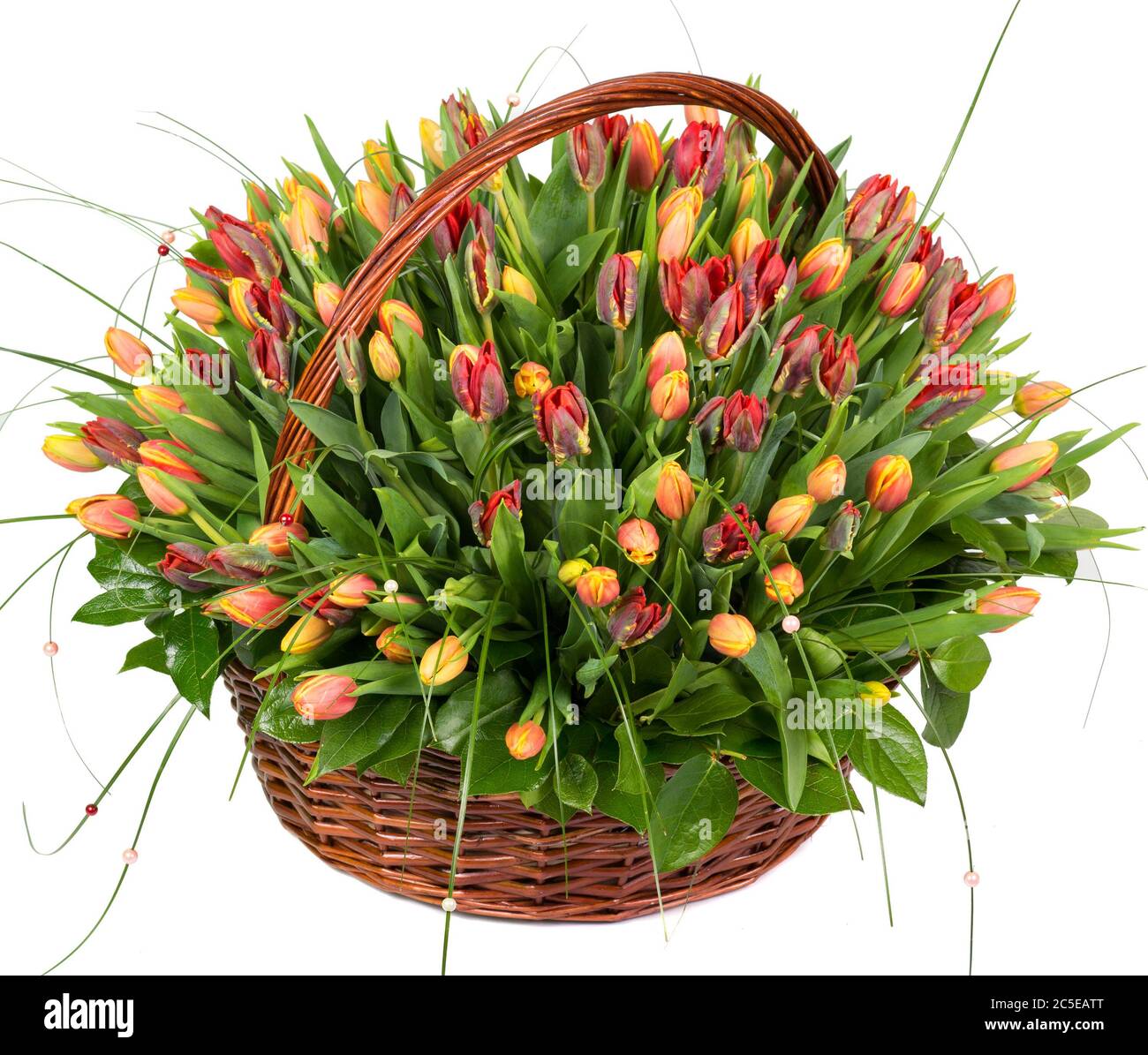 Tulipes naturelles dans un panier isolé sur fond blanc Banque D'Images