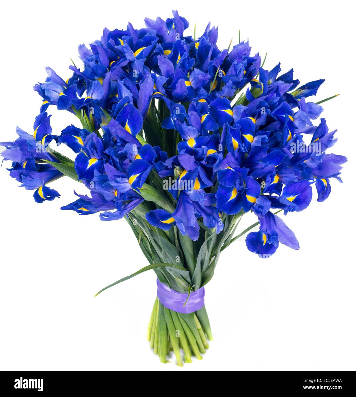 Bouquet d'iris bleus isolé sur fond blanc Banque D'Images