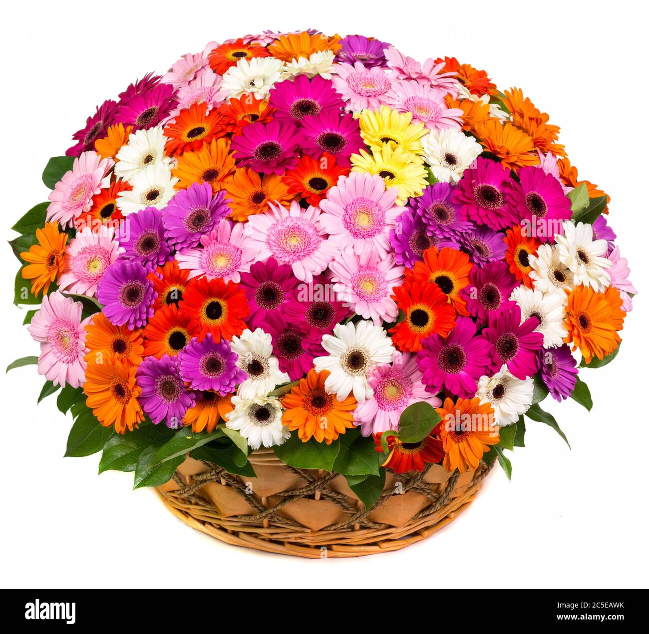 Gerberas colorés naturels dans un panier isolé sur fond blanc Banque D'Images