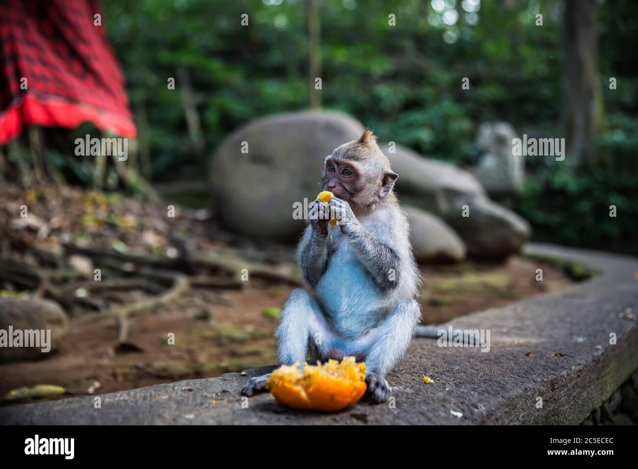 Un singe gris à longue queue assis sur le mur et mangeant une orange fraîche, FORÊT DE SINGES D'UBUD, BALI, INDONÉSIE Banque D'Images