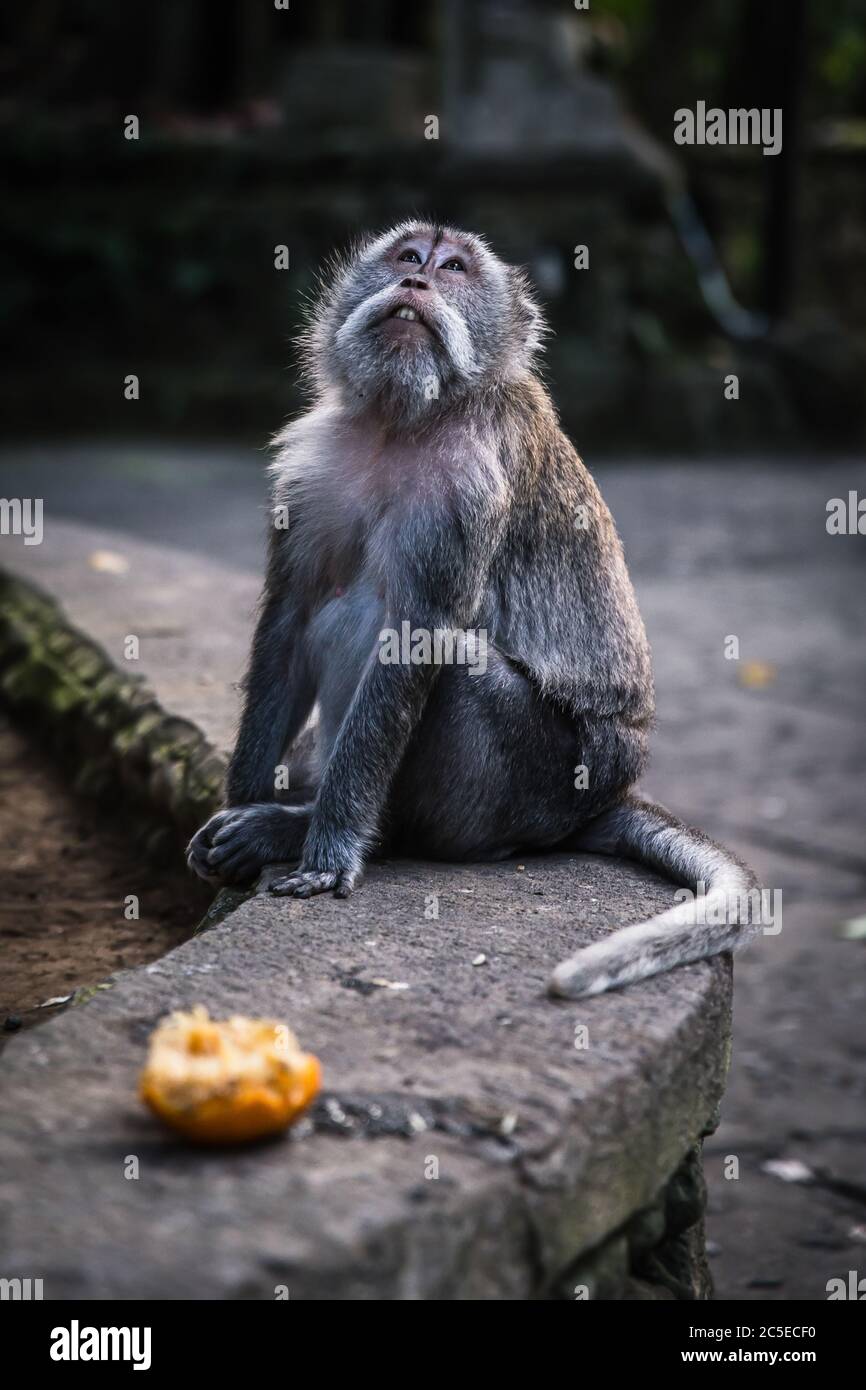 Singe gris à longue queue assis sur un mur et regardant dans le ciel, FORÊT DE SINGES D'UBUD, BALI, INDONÉSIE Banque D'Images