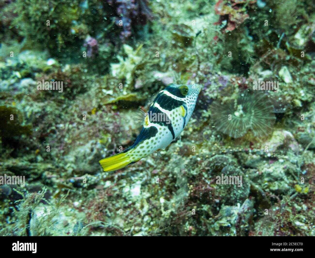 Le puffeur à aiguissier de Valentin, Canthigaster valentini, également connu sous le nom de puffeur à selles ou toby à selles noires, dans un récif de corail tropical à Malapascua, Philippines. Récif tropical sain Banque D'Images