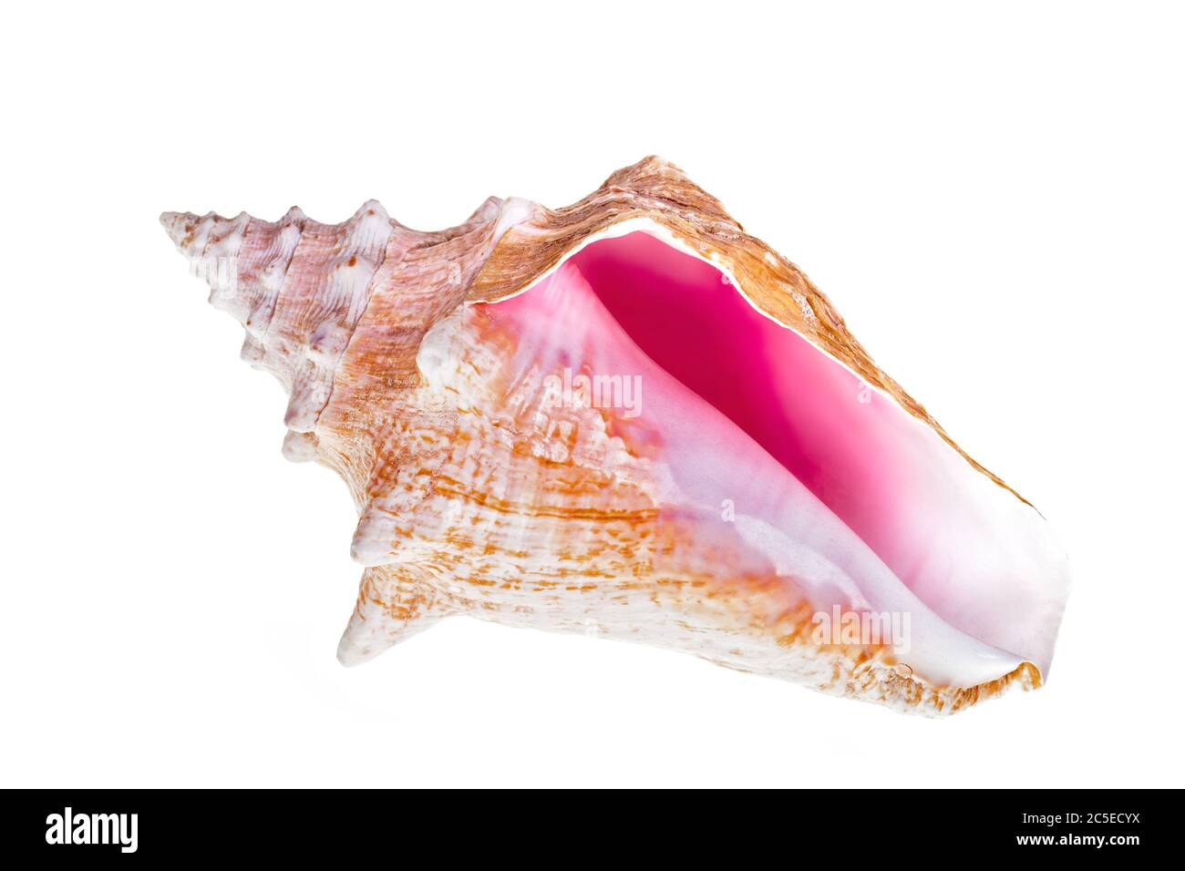 Coquille de conch isolée des Caraïbes sur fond blanc Banque D'Images