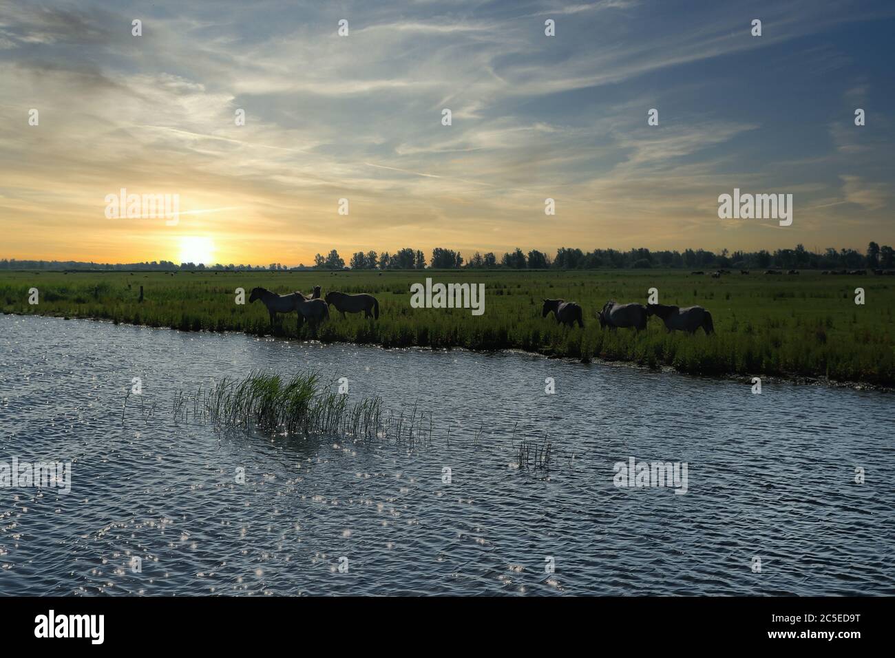 Europe pays-Bas Tour à travers le canal, chevaux sont à pied sur une rive à un canal et se rafraîchissez, pendant que le coucher du soleil Banque D'Images