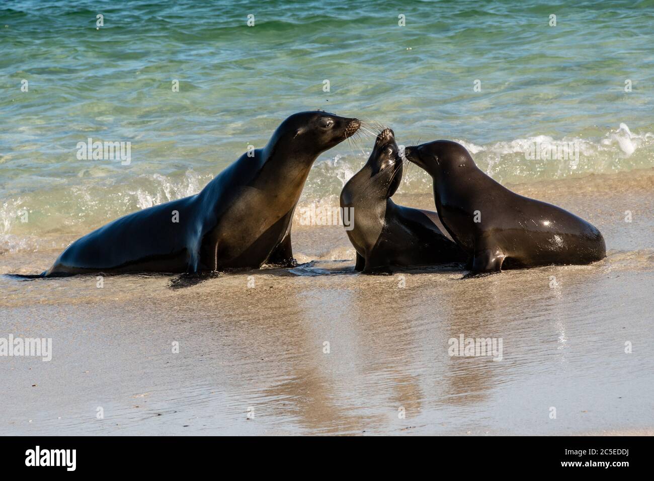 Une famille de lions de mer joue sur le rivage de la plage, l'île de Santa Fe Banque D'Images