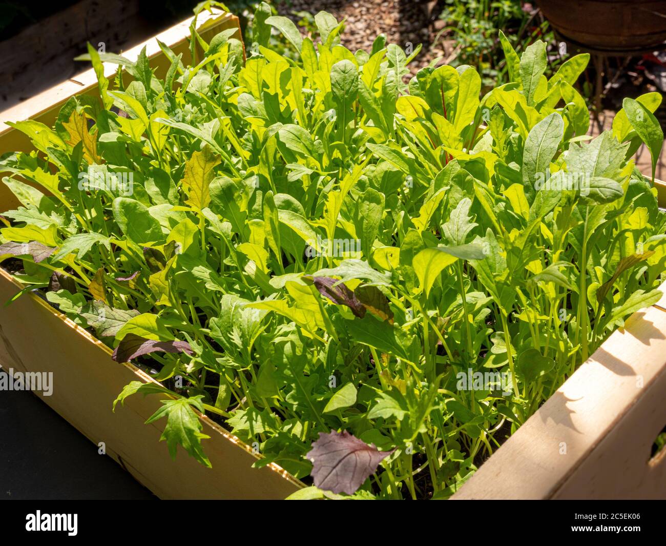 Salade mixte feuilles poussant dans une boîte de légumes en bois recyclé. Banque D'Images
