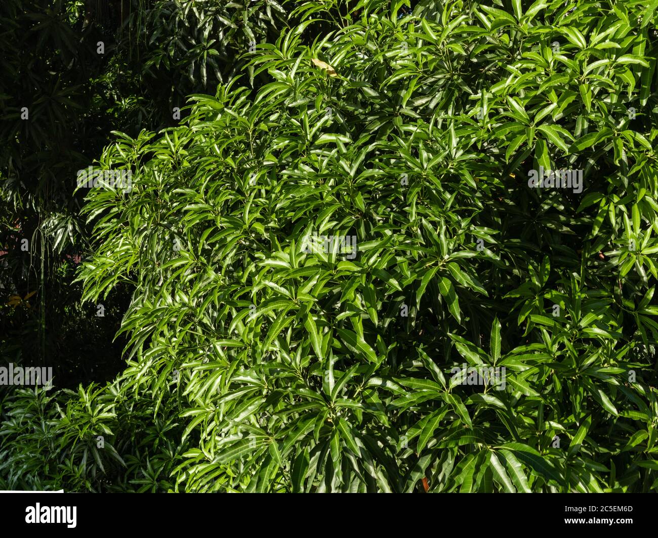 Mangues (Mangifera indica), grandes, grandes et encombrantes, au soleil du matin, avec des feuilles très vertes, qui produisent des fruits sucrés et juteux, ville de Rio de Banque D'Images