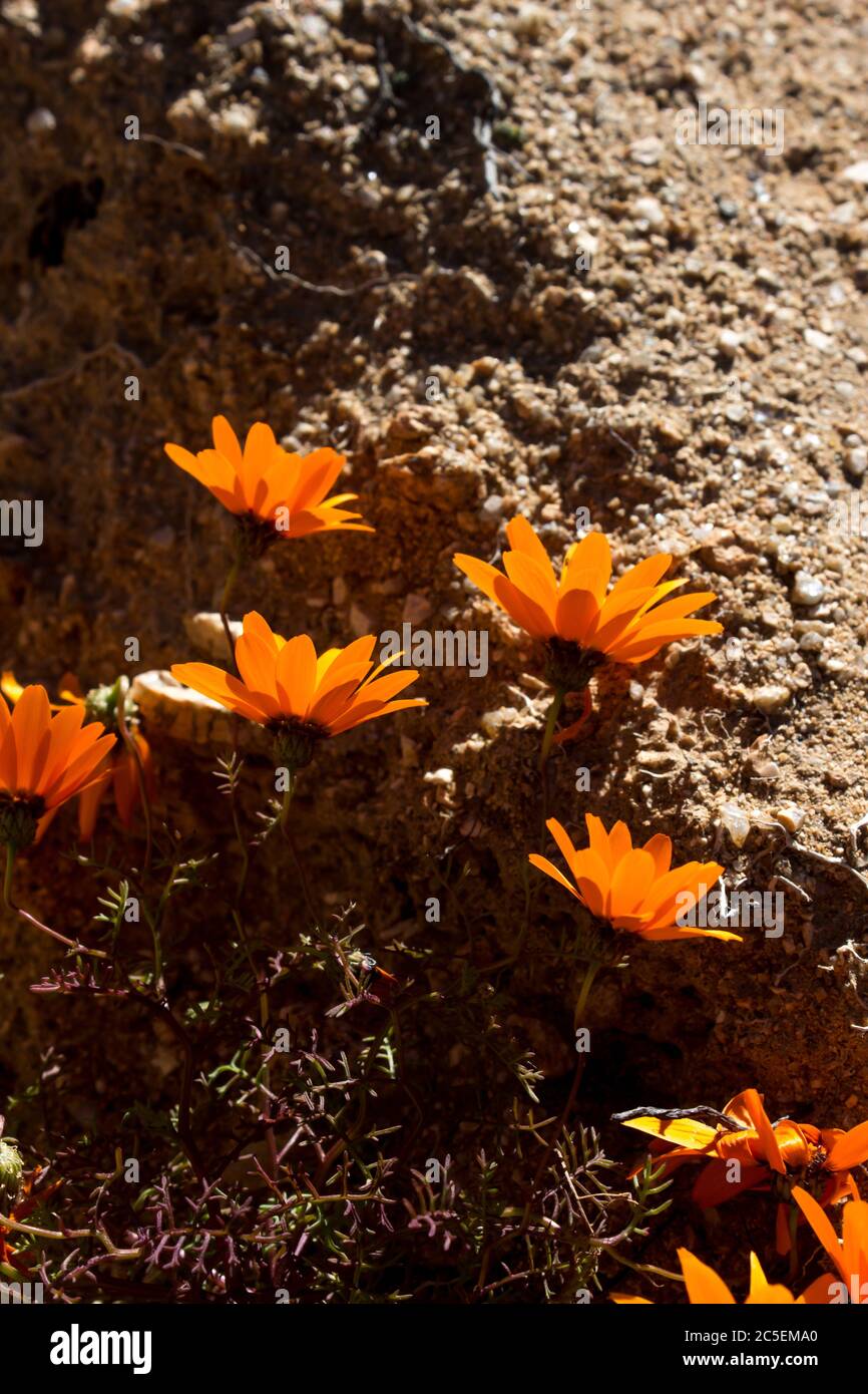 Fleurs rétroéclairées de Daisy de Namaqualand, Dimorphotheca sinuate, contre un bloc de grès rugueux dans la région de Namaqua en Afrique du Sud Banque D'Images