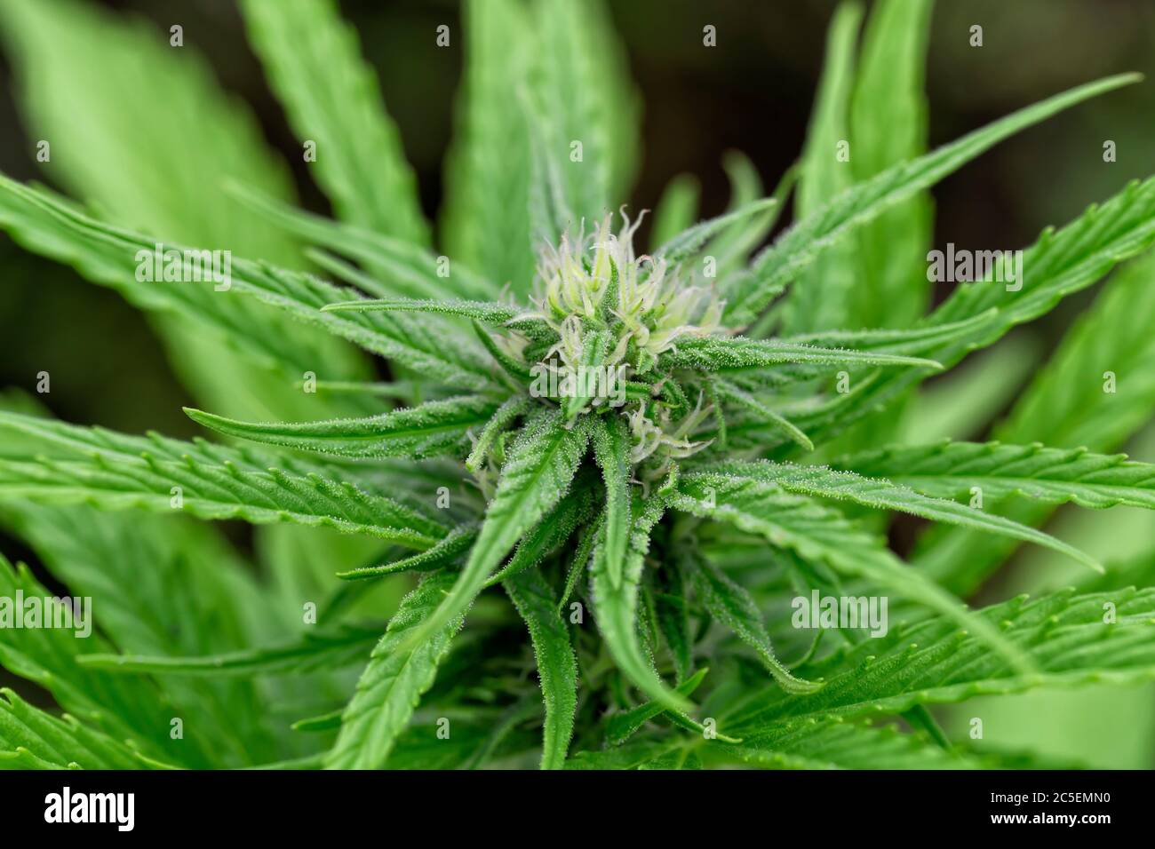 Macro photographie d'une plante de cannabis femelle en fleurs Banque D'Images