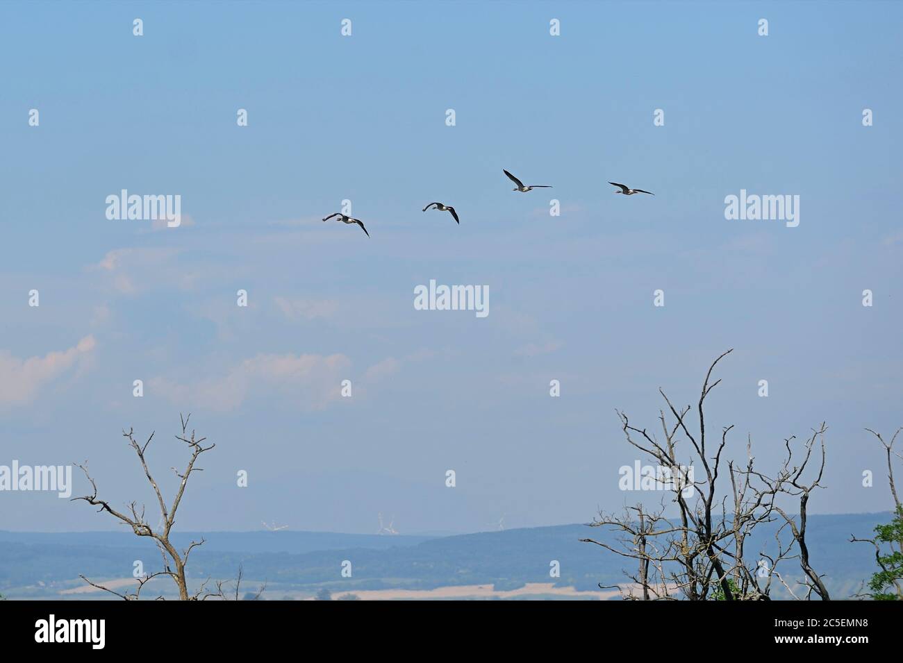 Illmitz, Burgenland, Autriche. Patrimoine mondial de l'UNESCO, paysage culturel Neusiedler See (lac Neusiedl). Banque D'Images